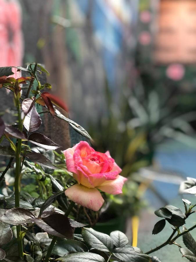 Zouglas App Guesthouse Limasol Dış mekan fotoğraf